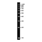 Merck PCR 100 bp Low Ladder