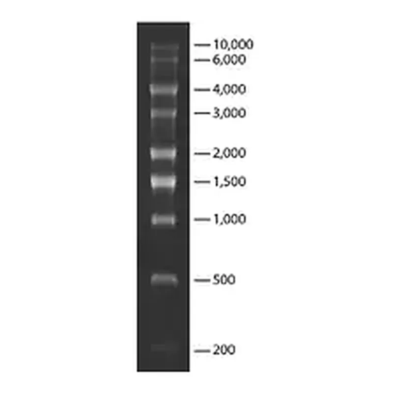 Merck Transcript RNA Markers 0.2-10 kb