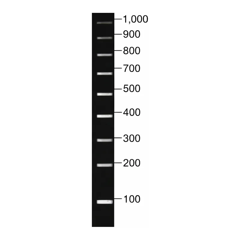 Merck DirectLoad PCR 100 bp Low Ladder