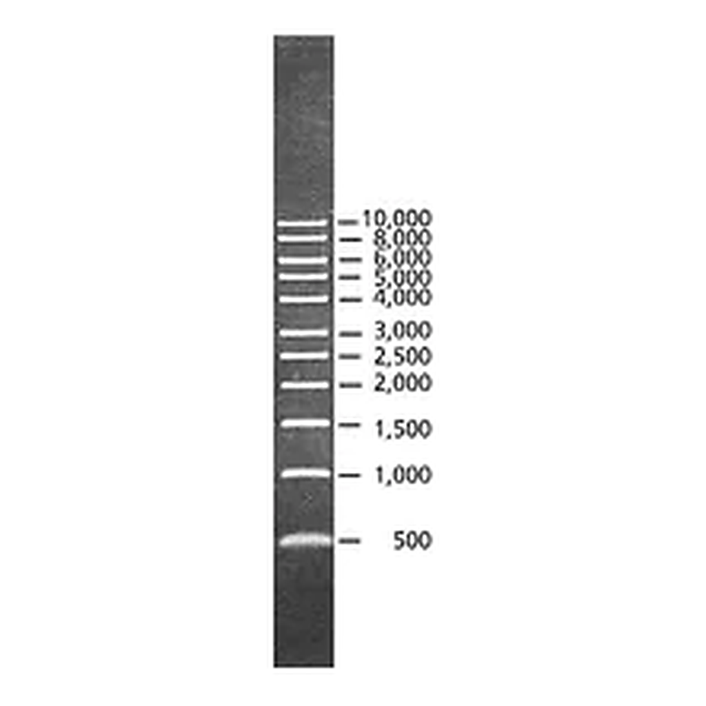 Merck DirectLoad 1 kb DNA Ladder