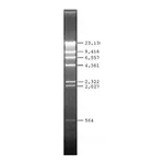 Merck Lambda DNA Hind III Digest