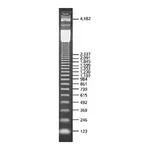 Merck 123 bp DNA Ladder