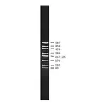Merck pUC18 DNA Hae III Digest