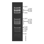 Merck pBR322 Hae III Digest