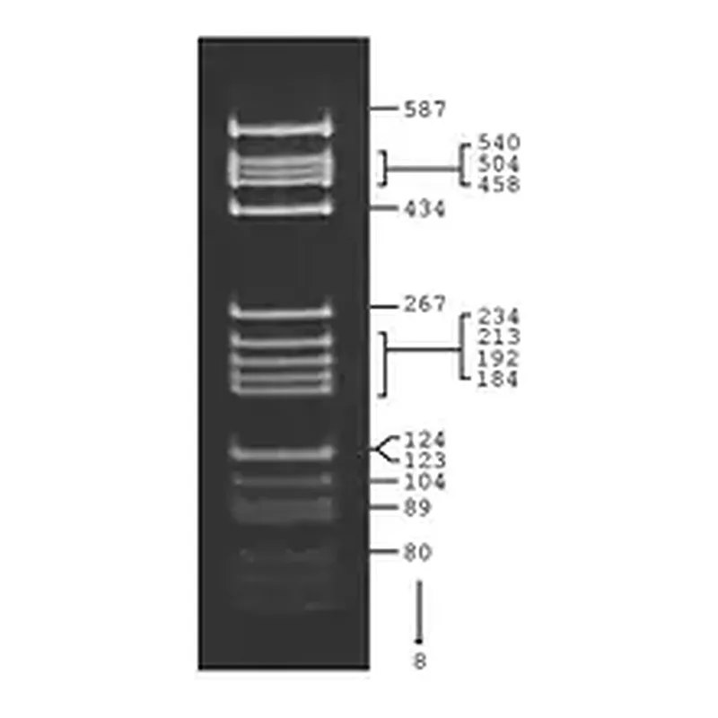 Merck pBR322 Hae III Digest