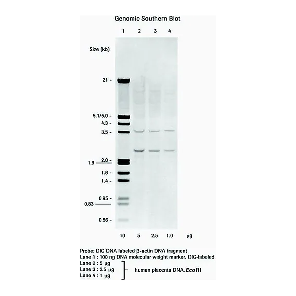 Merck DIG DNA Labeling and Detection Kit