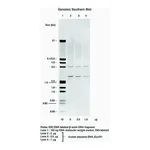 Merck DIG DNA Labeling and Detection Kit