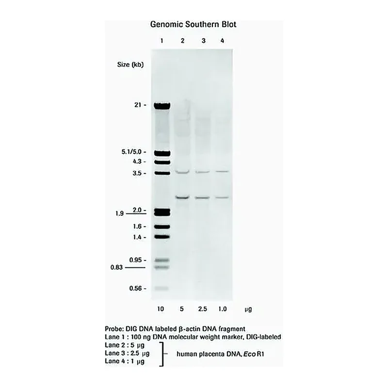 Merck DIG DNA Labeling and Detection Kit