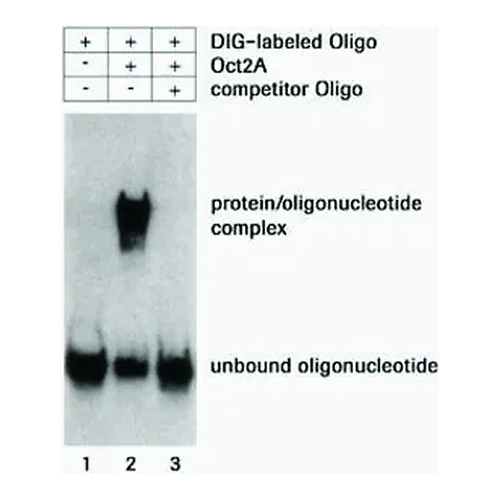 Merck DIG Gel Shift Kit, 2nd generation
