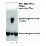 Merck DIG Gel Shift Kit, 2nd generation