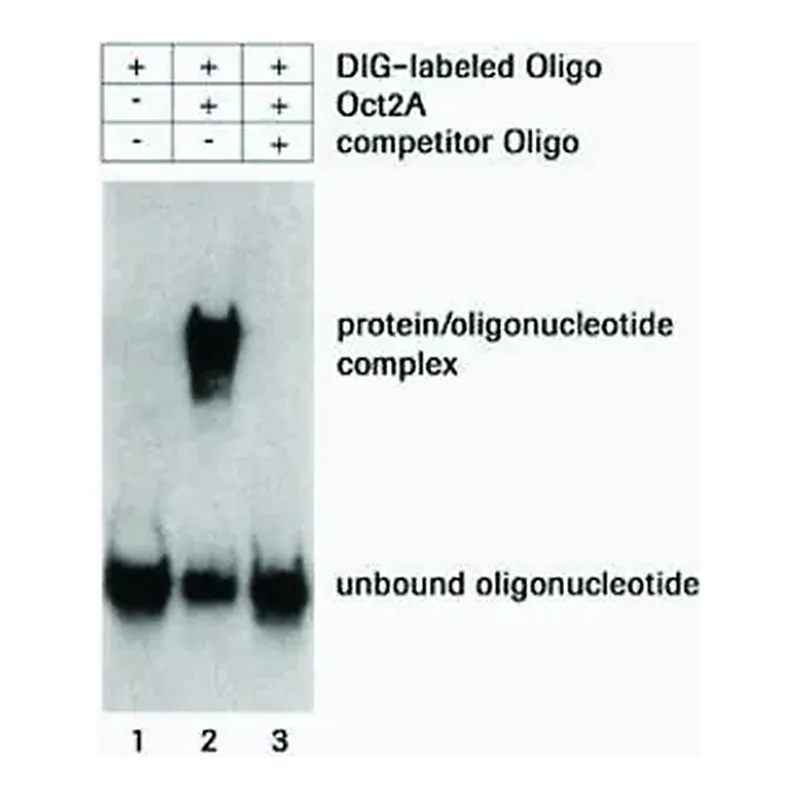 Merck DIG Gel Shift Kit, 2nd generation