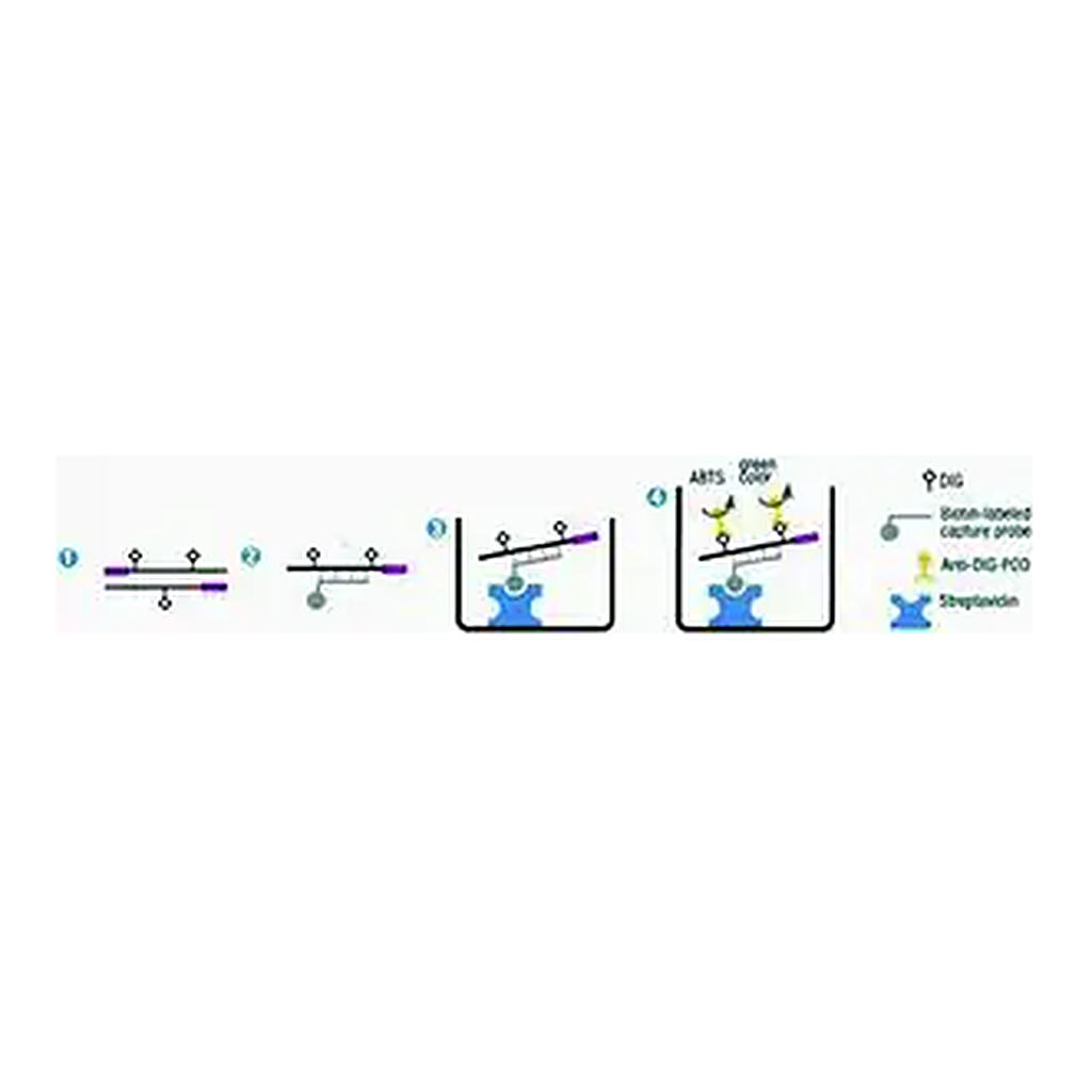 Merck PCR ELISA, DIG-Detection, 5-pack