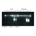 Merck GenElute Bacterial Genomic DNA Kits