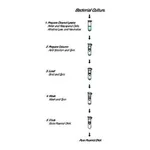 Merck GenElute Plasmid Miniprep Kit
