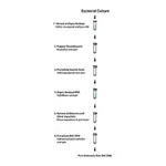 Merck PhasePrep BAC DNA Kit