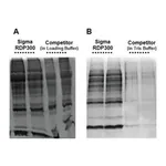 Merck GenElute RNA/DNA/Protein Purification Plus Kit