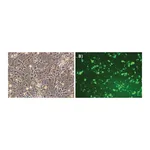 Merck GenElute HP Endotoxin-Free Plasmid Maxiprep Kit