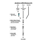 Merck GenElute Direct mRNA Miniprep Kits