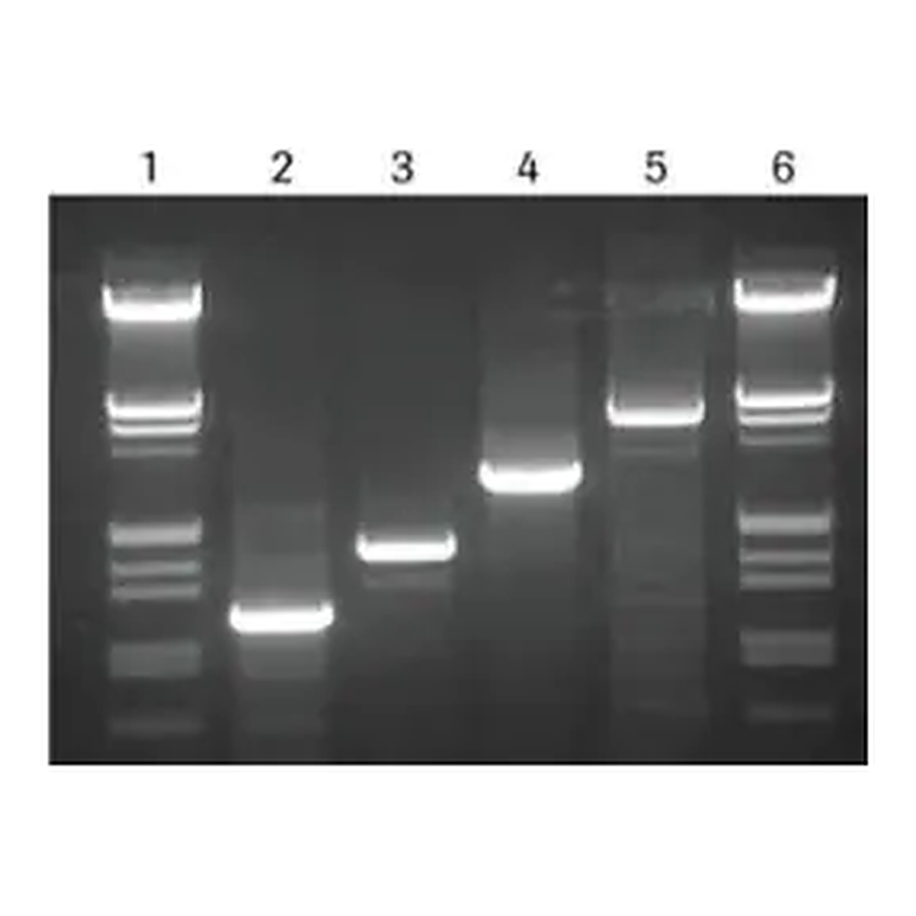 Merck High Fidelity PCR Master