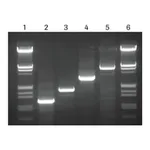 Merck High Fidelity PCR Master