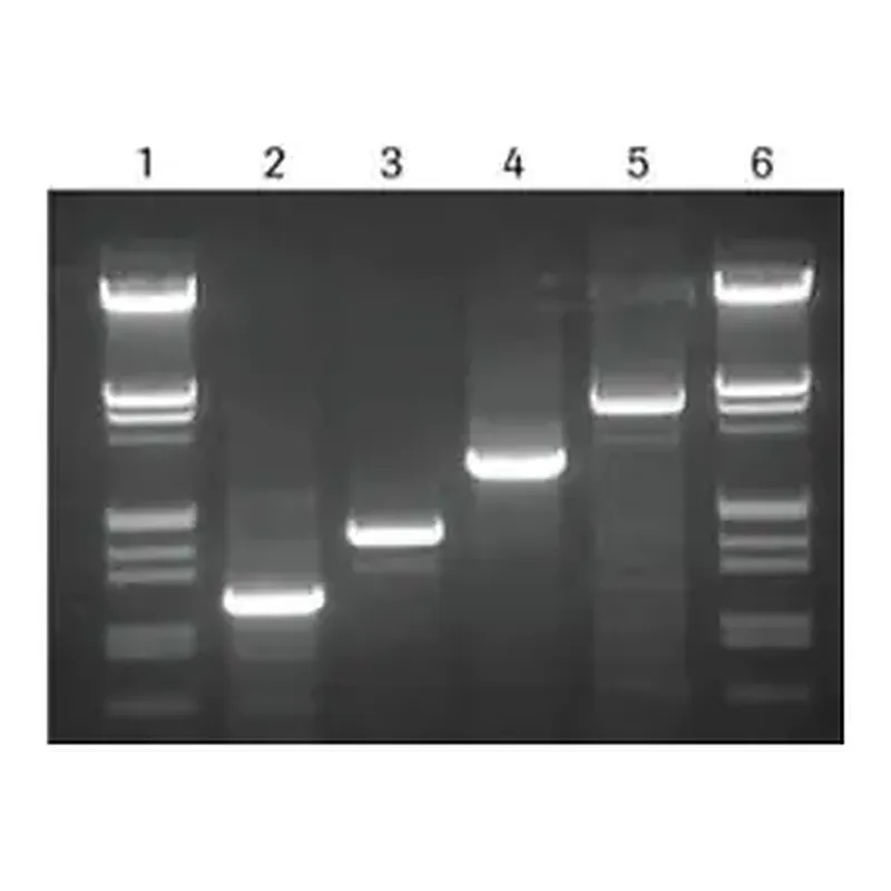 Merck High Fidelity PCR Master