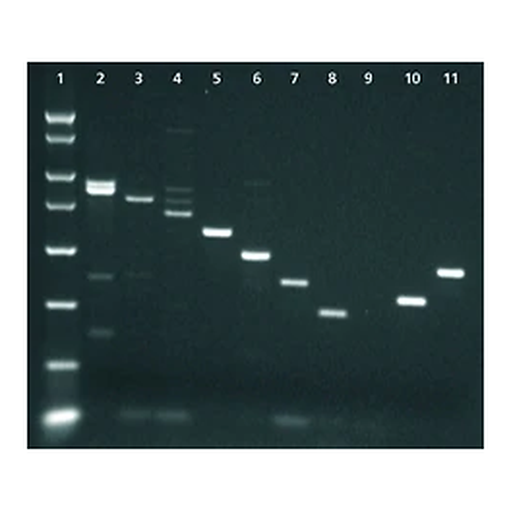 Merck Enhanced Avian Reverse Transcriptase [eAMV RT]