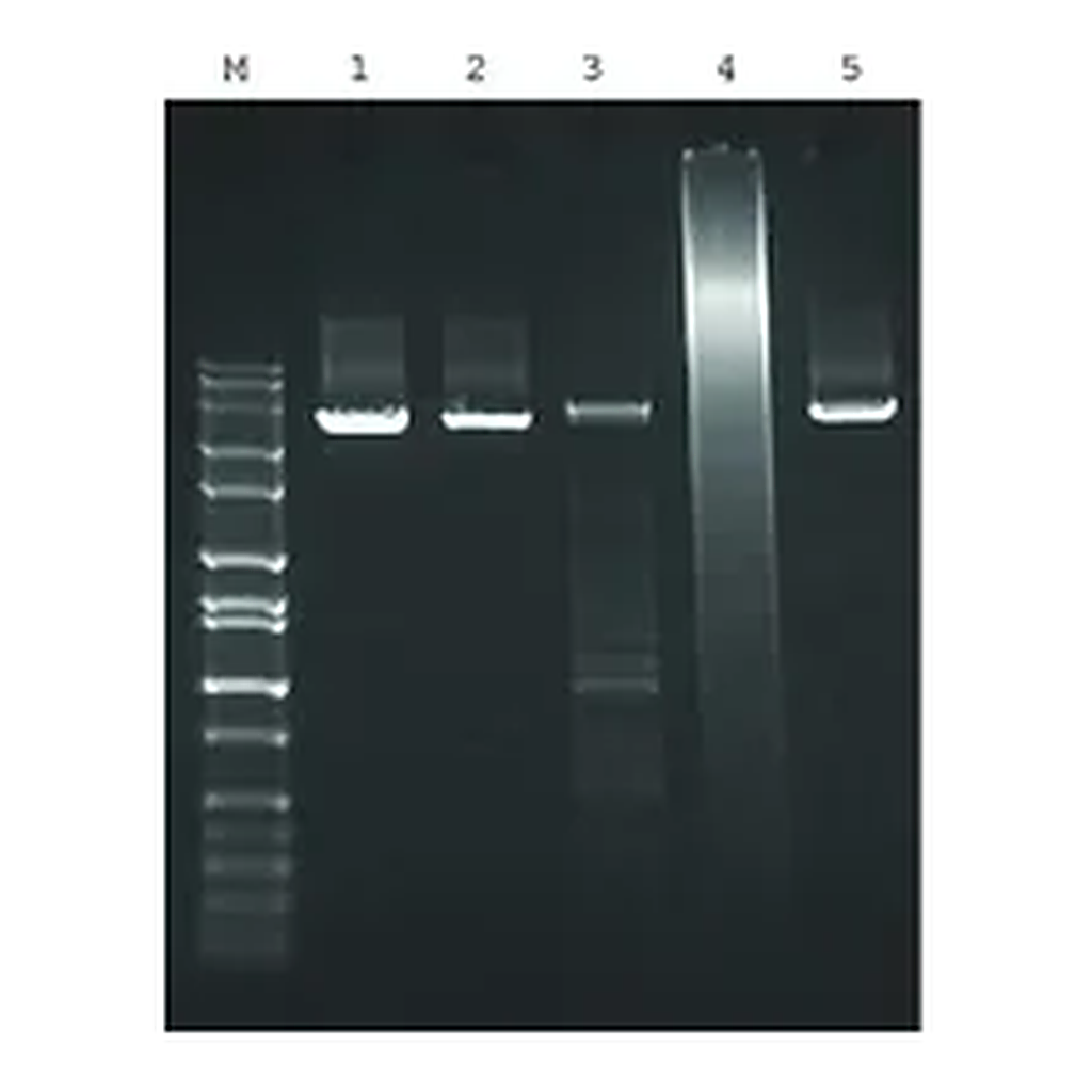 Merck JumpStart AccuTaq LA DNA Polymerase