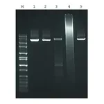 Merck JumpStart AccuTaq LA DNA Polymerase