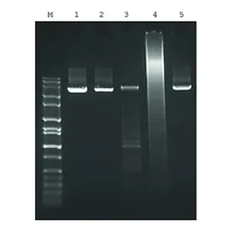 Merck JumpStart AccuTaq LA DNA Polymerase