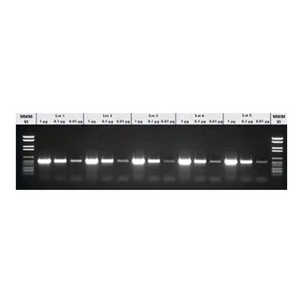 Merck PCR Core KitPLUS
