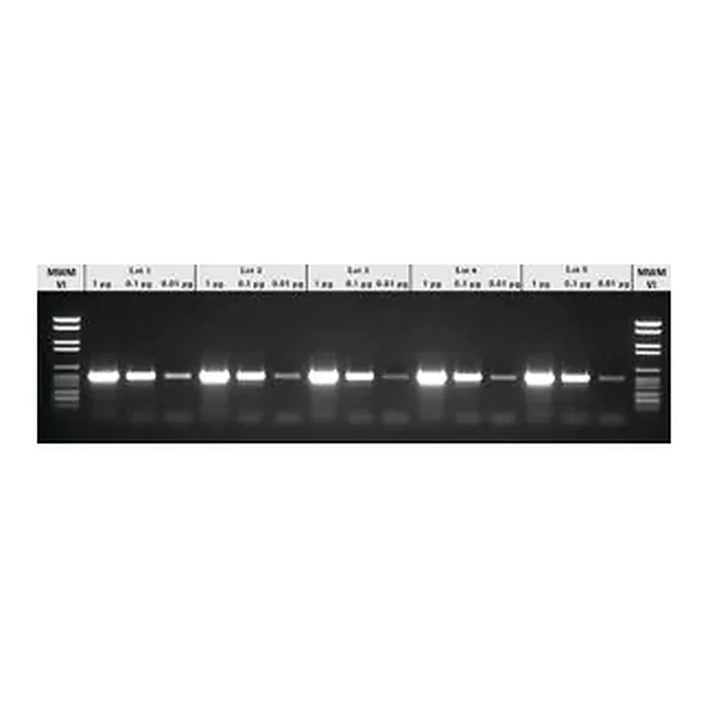Merck PCR Core KitPLUS