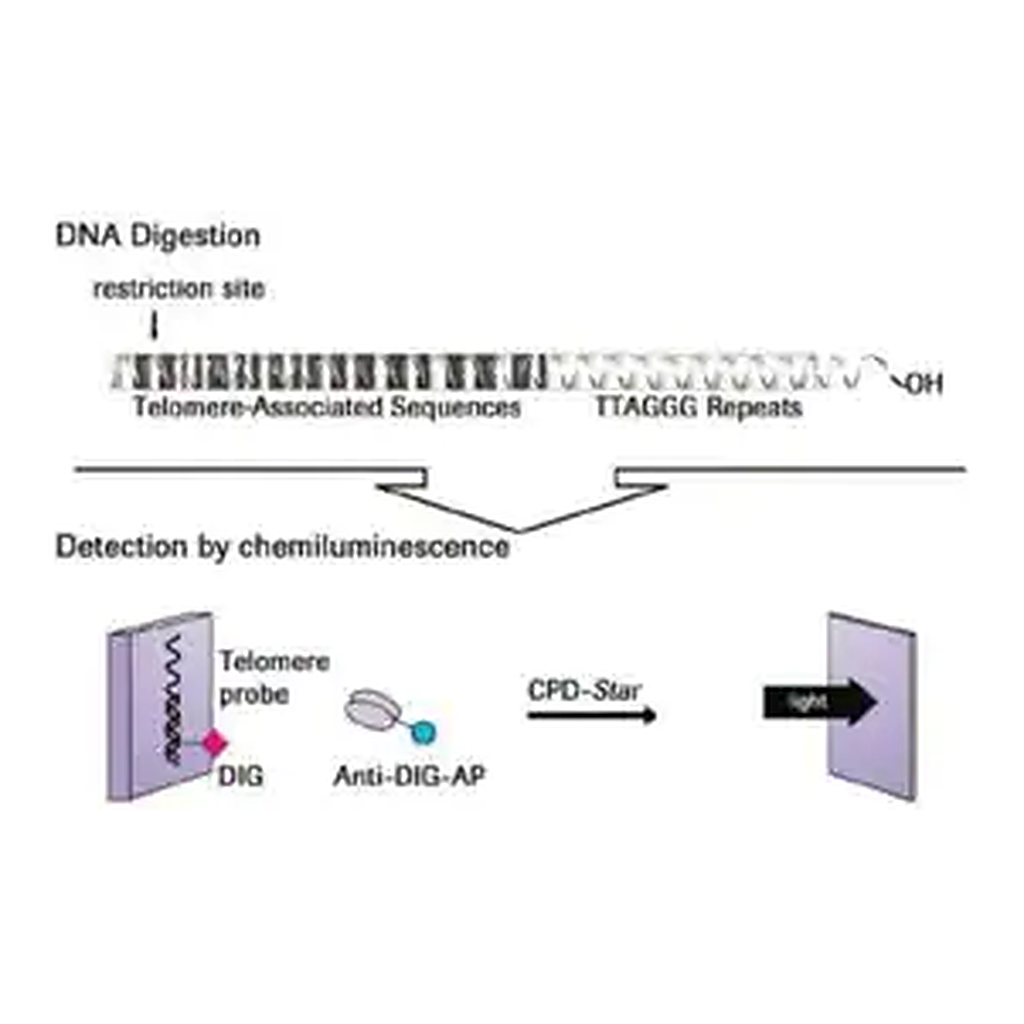 Merck TeloTAGGG Telomere Length Assay