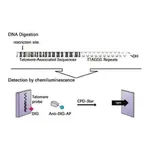 Merck TeloTAGGG Telomere Length Assay