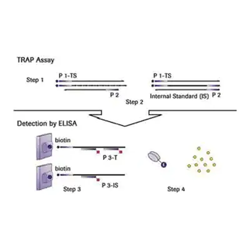 Merck TeloTAGGG Telomerase PCR ELISAPLUS