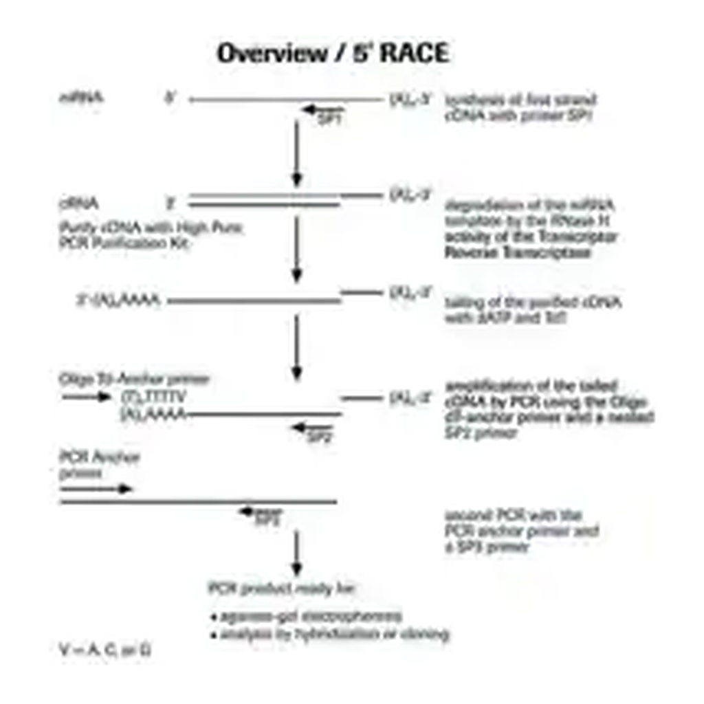Merck 5′/3′ RACE Kit, 2nd Generation