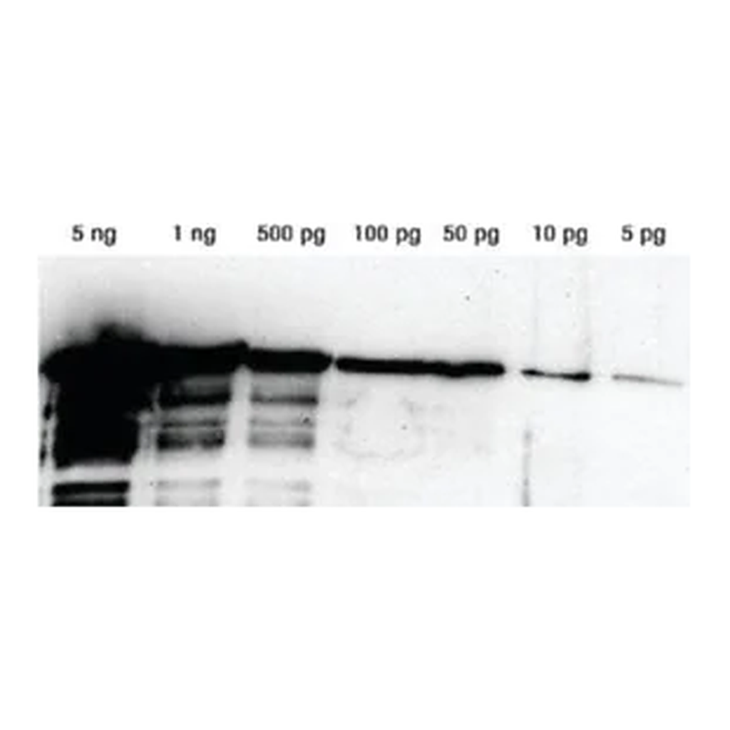 Merck Lumi-LightPLUS Western Blotting Substrate