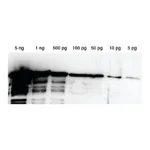 Merck Lumi-LightPLUS Western Blotting Substrate