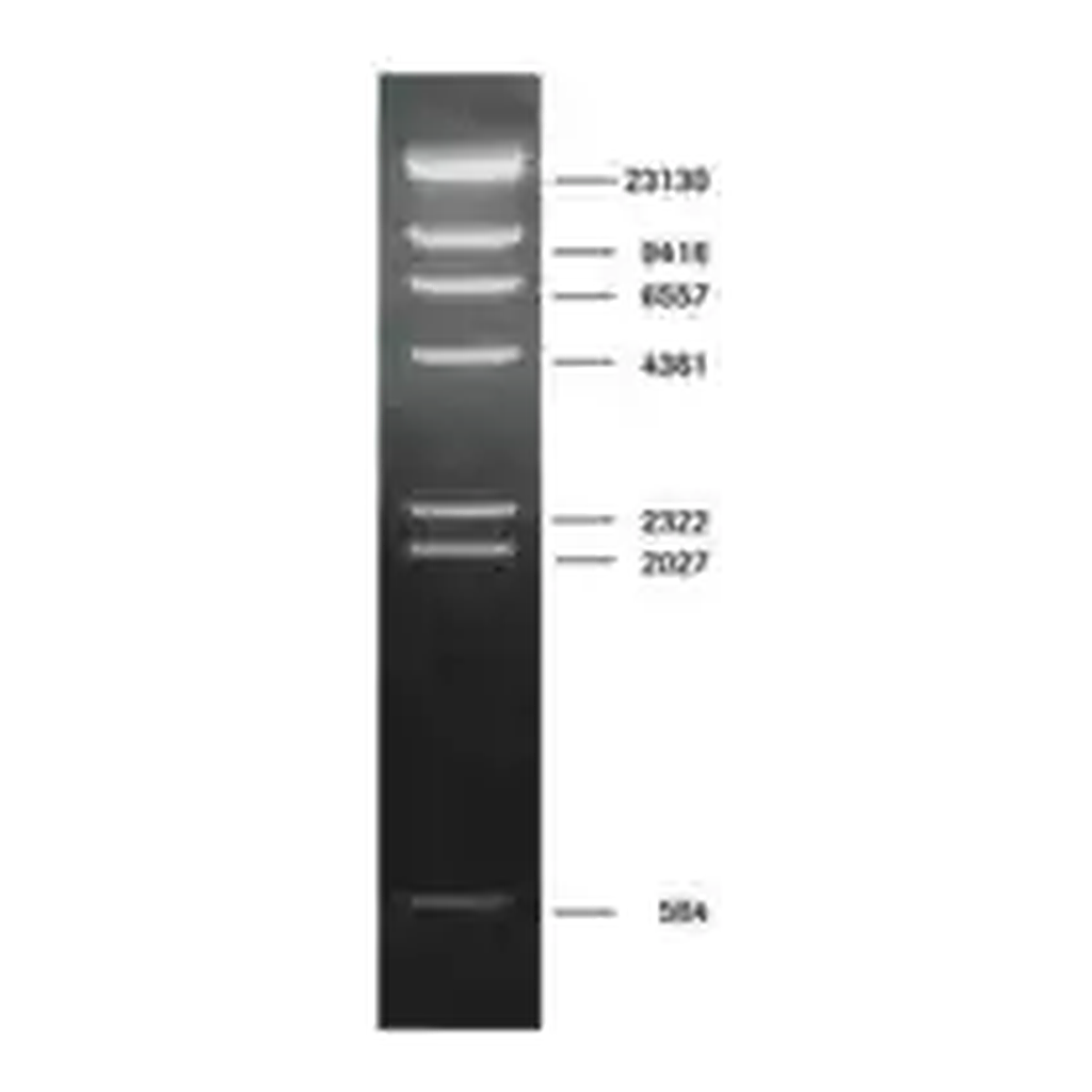 Merck DNA Molecular Weight Marker II