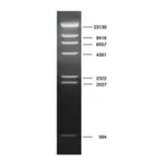 Merck DNA Molecular Weight Marker II