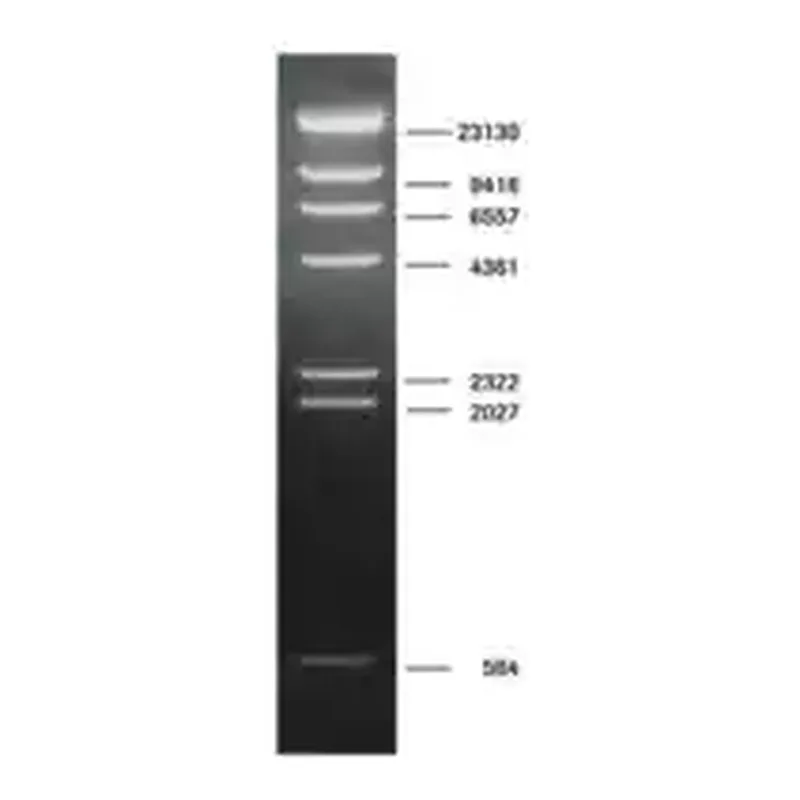 Merck DNA Molecular Weight Marker II