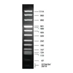 Merck DNA Molecular Weight Marker VIII