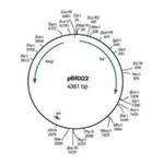 Merck pBR322 DNA