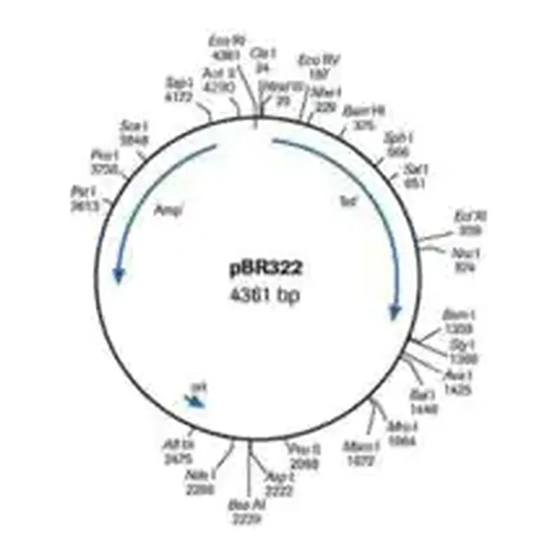 Merck pBR322 DNA