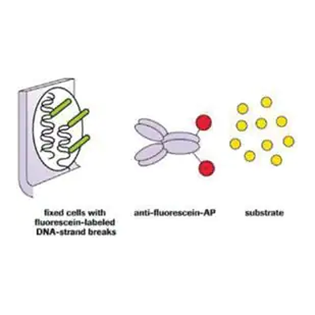 Merck In Situ Cell Death Detection Kit, AP