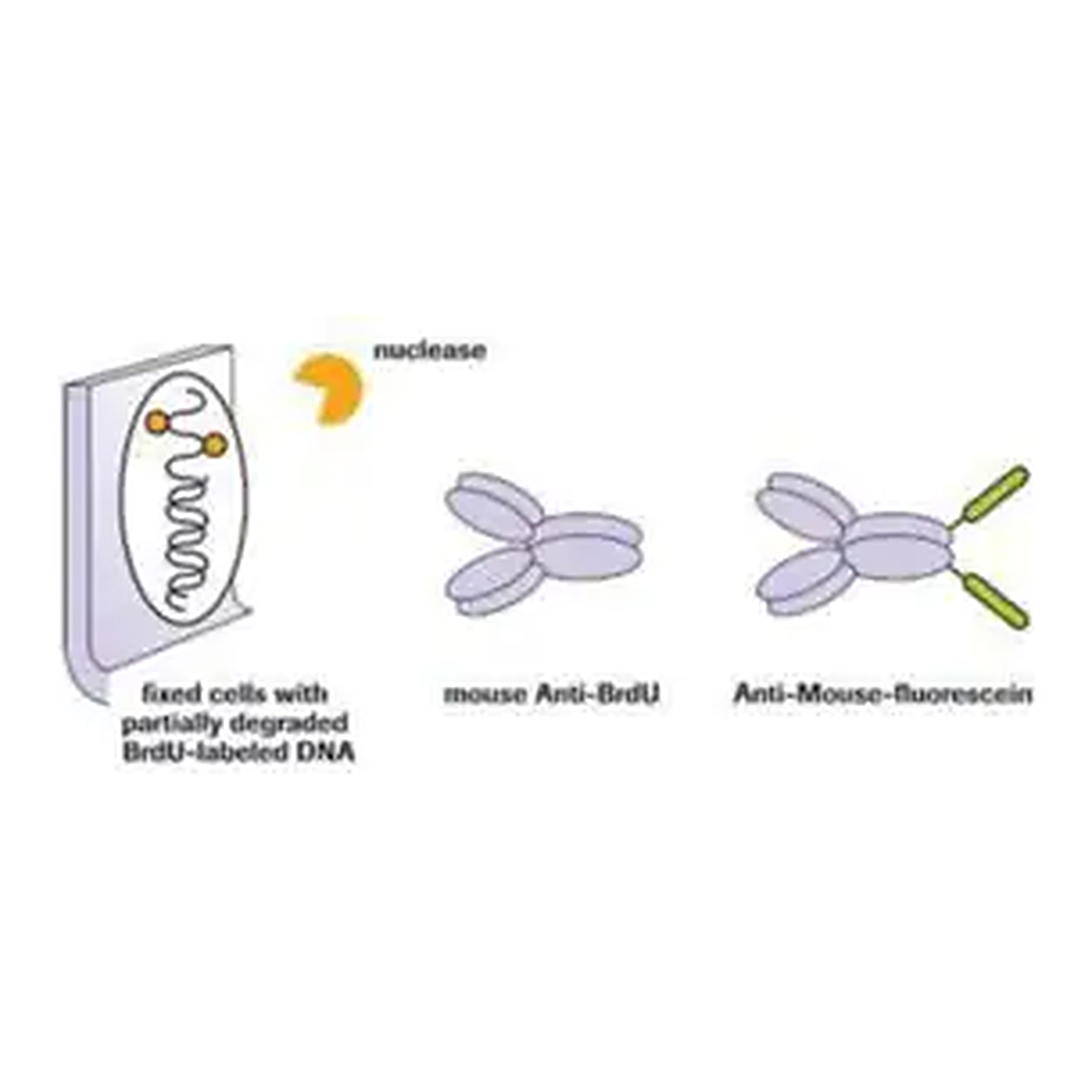 Merck 5-Bromo-2′-deoxy-uridine Labeling and Detection Kit I