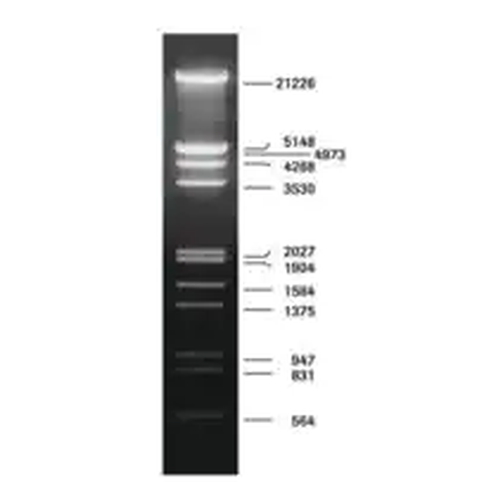 Merck DNA Molecular Weight Marker III