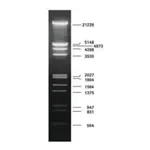 Merck DNA Molecular Weight Marker III