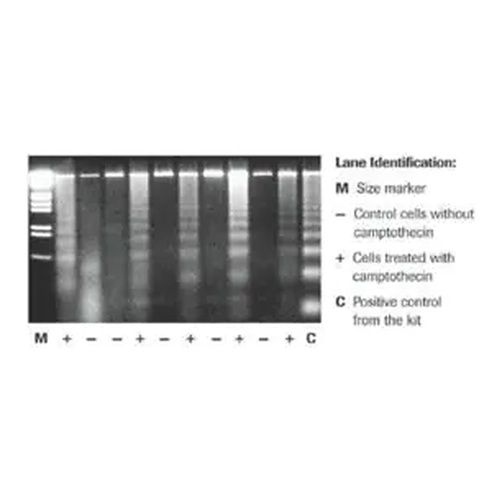 Merck Apoptotic DNA-Ladder Kit