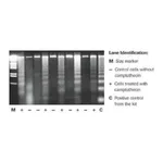 Merck Apoptotic DNA-Ladder Kit