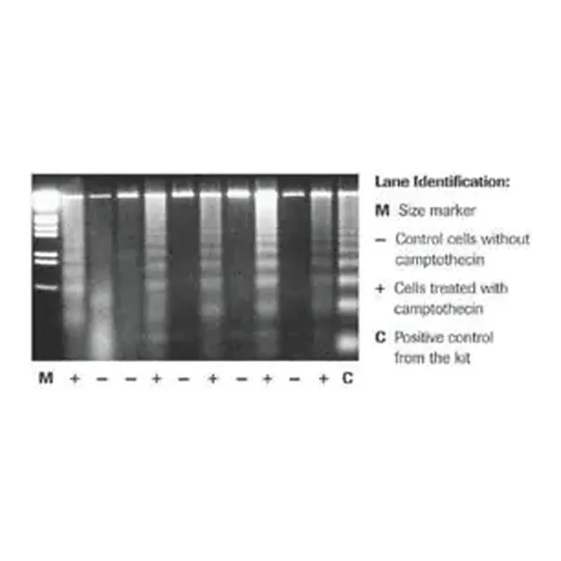Merck Apoptotic DNA-Ladder Kit